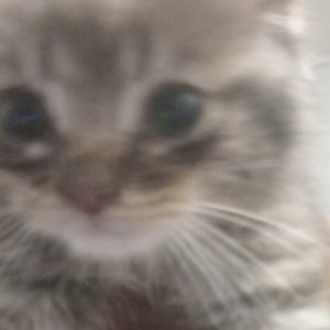 Meet your Posher, Roland